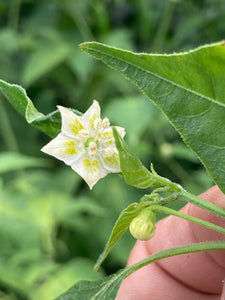 Aji Little Finger (Pepper Seeds)