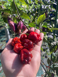 Maroon Voltron (T-E)(Pepper Seeds)