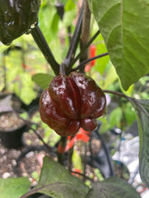 Load image into Gallery viewer, Bryan’s Blood (Darkside Mix) (Pepper Seeds)