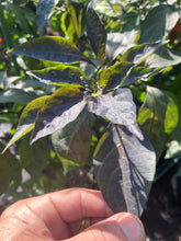 Load image into Gallery viewer, Chupacabra (T-E) (Pepper Seeds)