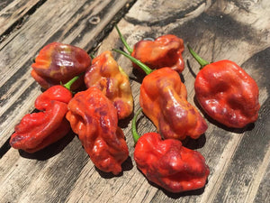 Purple BhutWrecker (Pepper Seeds)