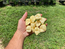 Load image into Gallery viewer, KrémNine (T-E)(Pepper Seeds)