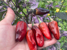 Load image into Gallery viewer, Bryan’s Klingon Blood (Pepper Seeds)