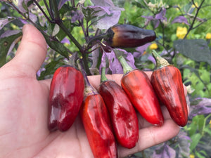 Bryan’s Klingon Blood (Pepper Seeds)