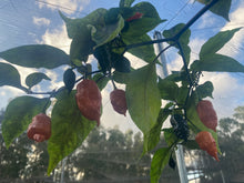 Load image into Gallery viewer, Sharknado Outbreak (T-E)(Pepper Seeds)