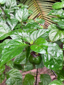 MonsterGum Leopard (Mustard)(Pepper Seeds)