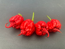 Load image into Gallery viewer, 7 Pot Primo Red (Pepper Seeds)