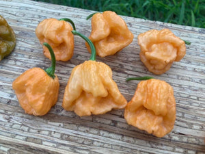 Douglah Orangy (Pepper Seeds)