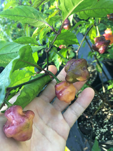 Roxa Lantern (Pepper Seeds)