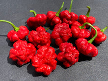 Load image into Gallery viewer, Scotch Bonnet (Red Foodorama) (Pepper Seeds)