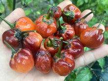 Load image into Gallery viewer, Purplegum Orange Blushed (Pepper Seeds)