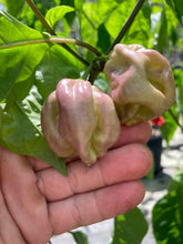 Load image into Gallery viewer, Purple BhutWrecker (Pepper Seeds)