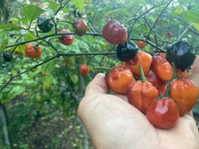 Load image into Gallery viewer, Purplegum Orange Blushed (Pepper Seeds)