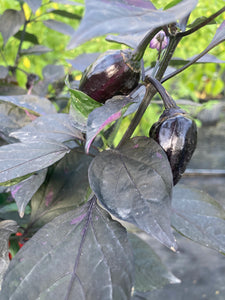 Bryan’s Emperor Blood (Pepper Seeds)