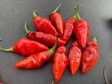 Load image into Gallery viewer, Chupacabra (T-E) (Pepper Seeds)