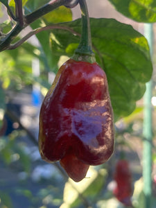 Maroon Voltron (T-E)(Pepper Seeds)