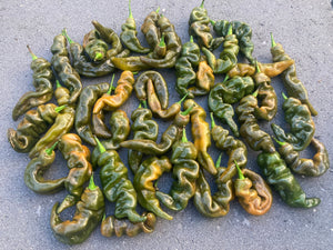 Habanero Mustard Lightning (Pepper Seeds)