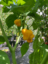 Load image into Gallery viewer, Kokomo Bonnet (Pepper Seeds)