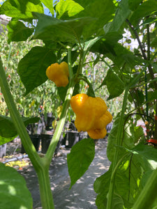 Kokomo Bonnet (Pepper Seeds)