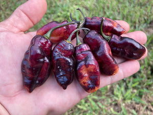 Pandora’s Box Pimenta Jolokia/PJ Mix (Pepper Seeds)