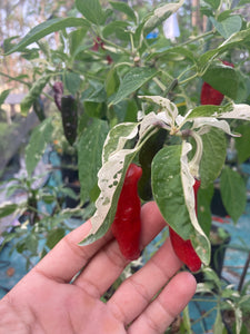 Bryan’s Blood Rift (Pepper Seeds)