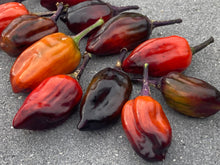 Load image into Gallery viewer, Bryan’s Vulcan Blood (Pepper Seeds)