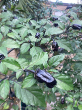 Load image into Gallery viewer, PurpleGum Black Cream (Pepper Seeds)