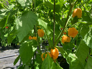 Fujiwhara (Pepper Seeds)