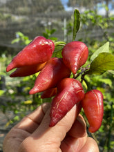 Load image into Gallery viewer, Pink Wendigo (T-E) (Pepper Seeds)