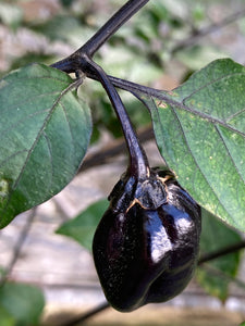 PurpleGum Black Cream (Pepper Seeds)