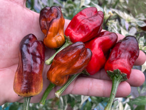 Parrot Fish (Pepper aseeds)