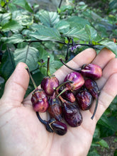 Load image into Gallery viewer, PurpleGum Black Cream (Pepper Seeds)