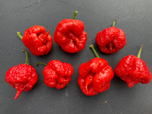 Load image into Gallery viewer, 7 Pot Brainstrain Red (Pepper Seeds)