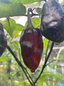 Red Horizon XD (Pepper Seeds) (Limited)