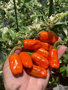 Thunder Nugs (Pepper Seeds)