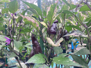 Tiger Jalapeño (Pepper Seeds)