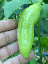 Load image into Gallery viewer, Aji Conquistador (Pepper Seeds)
