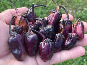 PurpleGum Black Cream (Pepper Seeds)