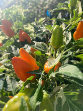 Load image into Gallery viewer, Orange Fish (Pepper Seeds)