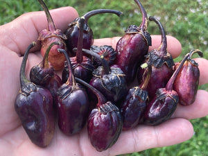 PurpleGum Black Cream (Pepper Seeds)