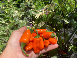 Thunder Nugs (Pepper Seeds)