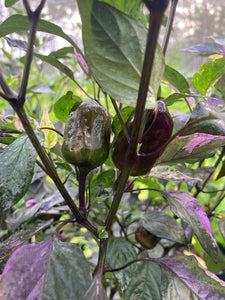 Bryan’s Vulcan Blood (Pepper Seeds)