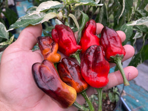 Parrot Fish (Pepper aseeds)