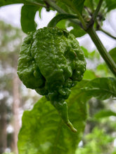 Load image into Gallery viewer, 7 Pot Primo Red (Pepper Seeds)