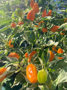 fish fertilizer pepper plants Orange Fish (Pepper Seeds) – Towns-End Chili & Spice