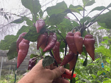 Load image into Gallery viewer, Pink Wendigo (T-E) (Pepper Seeds)