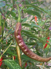 Load image into Gallery viewer, Daywalker (T-E) (Pepper Seeds)