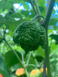 Fujiwhara (Pepper Seeds)