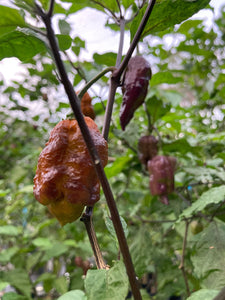 Golden Haze Horizon (Pepper Seeds)