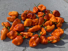 Load image into Gallery viewer, Orange Sharknado (Blushed) (T-E)(Pepper Seeds)